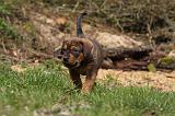 TOSA INU 445